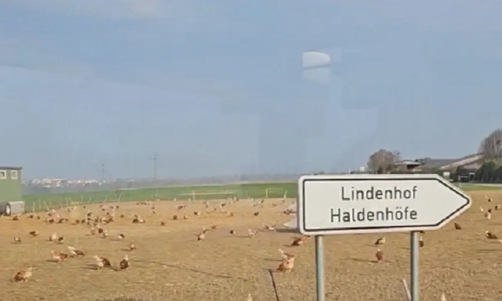 Haldenhof Lädle